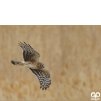 گونه سنقر خاکستری Hen Harrier